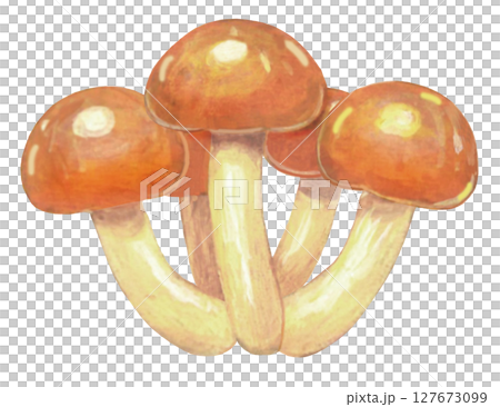 Illustration of Nameko Illustration of Nameko 127673099