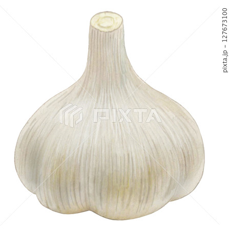ニンニクの株のイラスト ニンニクの株のイラスト 127673100
