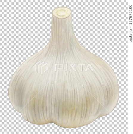 Garlic plant illustration Garlic plant illustration 127673100