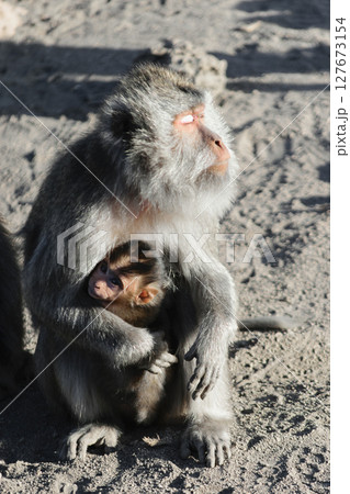 Female monkey holds her baby monkey in the arms and warm her face at morning sun Female monkey holds her baby monkey in the arms and warm her face at morning sun 127673154