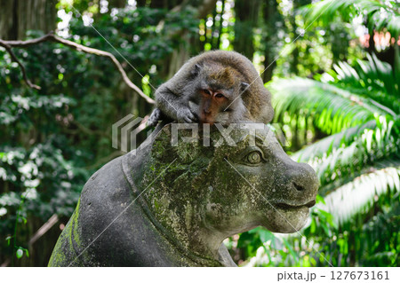 Monkey lying on the statue in monkey forest in Bali, Indonesia Monkey lying on the statue in monkey forest in Bali, Indonesia 127673161