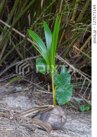 Palm Tree Growing from Coconut Palm Tree Growing from Coconut 127673169