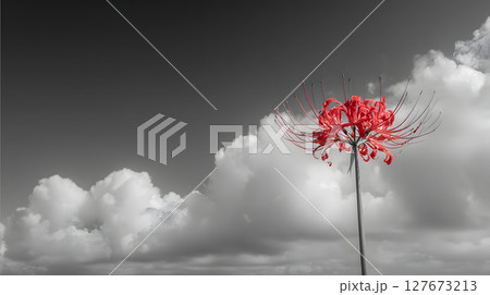 曇り空の下の曇り空に咲く彼岸花 127673213