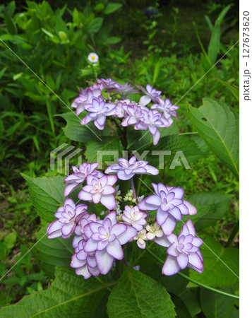 八重咲きのアジサイ（ひな祭り） 127673620