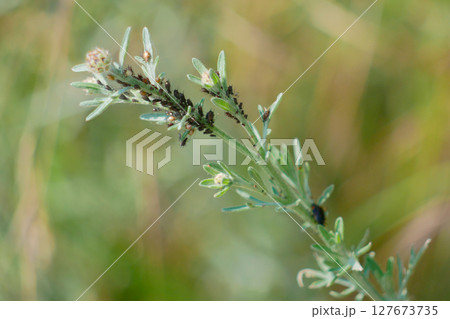 Aphids on plant stem. Gardening and pest insects concept Aphids on plant stem. Gardening and pest insects concept 127673735