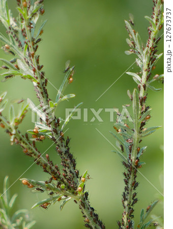 Aphids on plant stem. Gardening and pest insects concept Aphids on plant stem. Gardening and pest insects concept 127673737