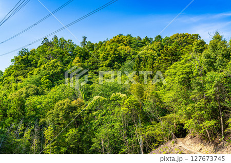 【続日本100名城】一宮城　畑跡付近から見た主郭2　徳島県徳島市 127673745