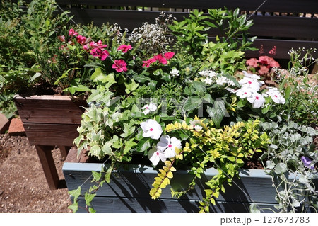横長プランターに植えた夏の花の寄せ植え 横長プランターに植えた夏の花の寄せ植え 127673783