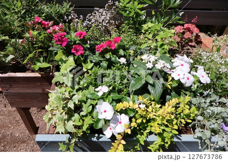 横長プランターに植えた夏の花の寄せ植え 横長プランターに植えた夏の花の寄せ植え 127673786