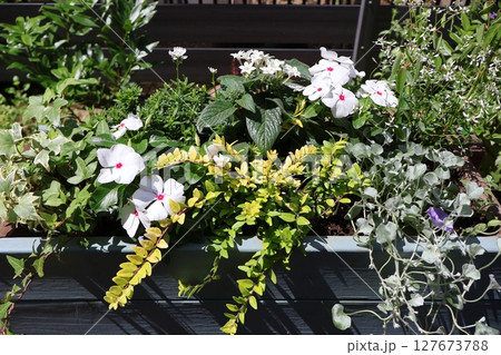 横長プランターに植えた夏の花の寄せ植え 横長プランターに植えた夏の花の寄せ植え 127673788