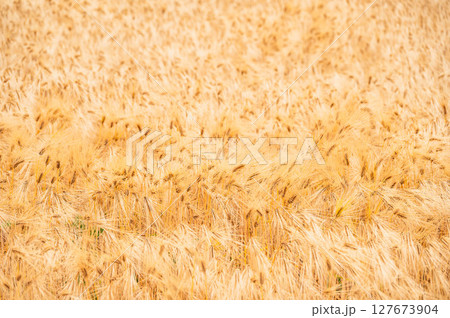 パンパンに実る大麦 パンパンに実る大麦 127673904