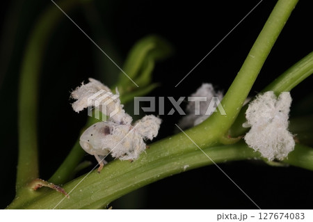 生き物 昆虫 チュウゴクアミガサハゴロモ、幼虫です。脱皮が進むと体に黒っぽいしみが出てくるようです 生き物 昆虫 チュウゴクアミガサハゴロモ、幼虫です。脱皮が進むと体に黒っぽいしみが出てくるようです 127674083