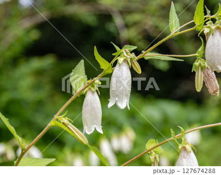 初夏に開花したホタルブクロ 127674288
