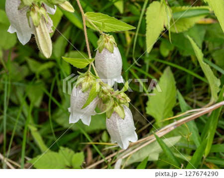 初夏に開花したホタルブクロ 初夏に開花したホタルブクロ 127674290