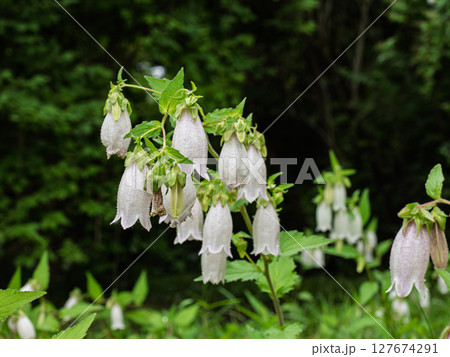 初夏に開花したホタルブクロ 127674291