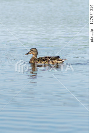 A mallard duck swimming in calm water with a blue background. 127674314
