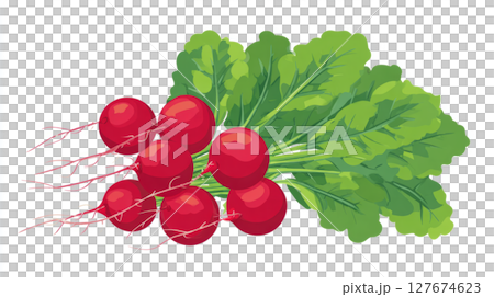 bunch of radishes with roots and leaves. 127674623