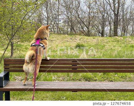 Adorable red Shiba Inu dog happily walking on lush green gras Adorable red Shiba Inu dog happily walking on lush green gras 127674658
