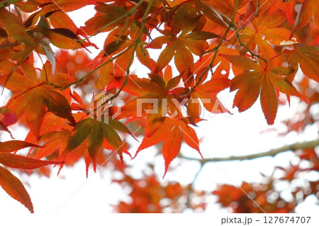 紅葉したモミジ　曇り空　アップ 127674707