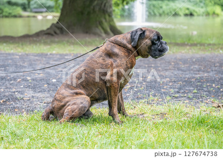 beautiful 3 years old purebred golden brown german boxer dog puppy jumping playing outdoor shooting beautiful 3 years old purebred golden brown german boxer dog puppy jumping playing outdoor shooting 127674738