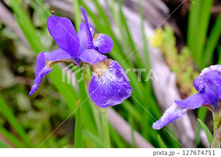 アヤメ 127674751