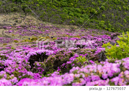 くじゅう連山・平治岳に咲くミヤマキリシマの花 くじゅう連山・平治岳に咲くミヤマキリシマの花 127675037