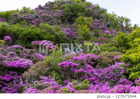 くじゅう連山・平治岳に咲くミヤマキリシマの花 127675044