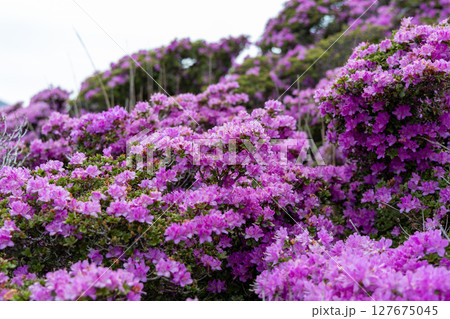 くじゅう連山・平治岳に咲くミヤマキリシマの花 127675045
