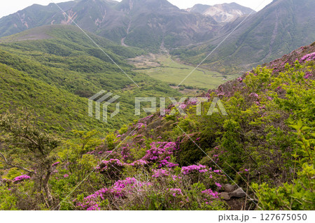 くじゅう連山・平治岳に咲くミヤマキリシマの花 127675050