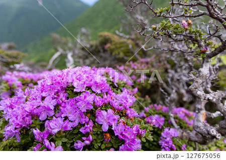 くじゅう連山・平治岳に咲くミヤマキリシマの花 くじゅう連山・平治岳に咲くミヤマキリシマの花 127675056