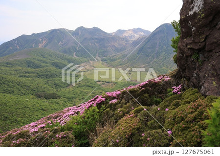 くじゅう連山・平治岳に咲くミヤマキリシマの花 127675061
