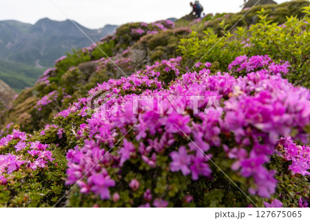 くじゅう連山・平治岳に咲くミヤマキリシマの花 127675065