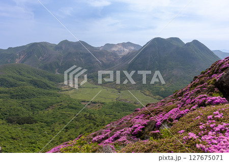 くじゅう連山・平治岳に咲くミヤマキリシマの花 127675071