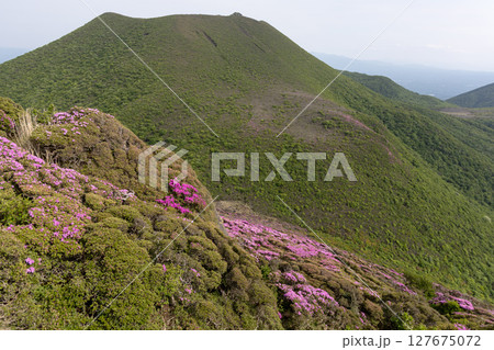 くじゅう連山・平治岳に咲くミヤマキリシマの花 127675072