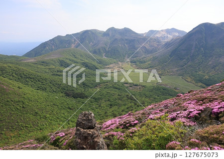 くじゅう連山・平治岳に咲くミヤマキリシマの花 127675073