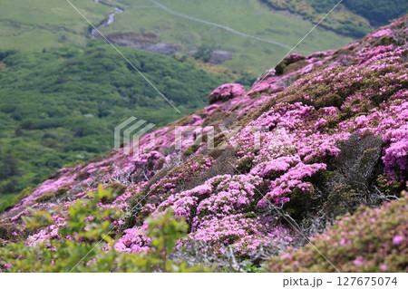 くじゅう連山・平治岳に咲くミヤマキリシマの花 127675074