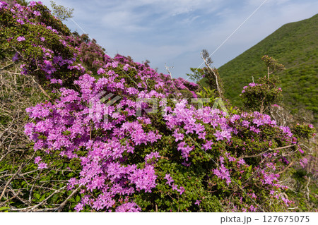 くじゅう連山・平治岳に咲くミヤマキリシマの花 127675075