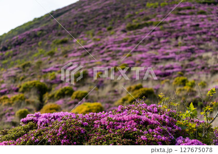 くじゅう連山・平治岳に咲くミヤマキリシマの花 127675078