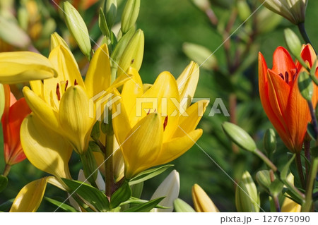 黄色いユリ 127675090