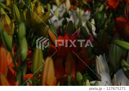 赤いユリの花 赤いユリの花 127675271