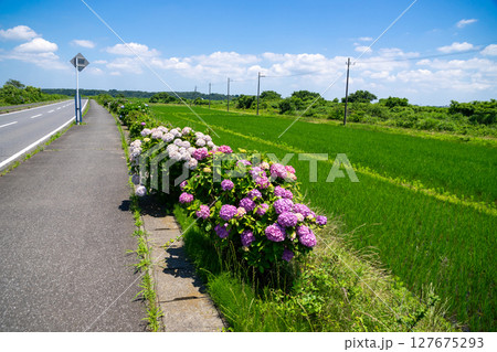 あじさい あじさい 127675293