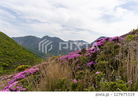 大分県くじゅう連山・平治岳に咲くミヤマキリシマの花 127675319