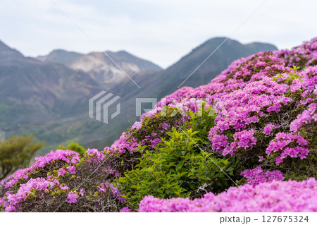 大分県くじゅう連山・平治岳に咲くミヤマキリシマの花 127675324