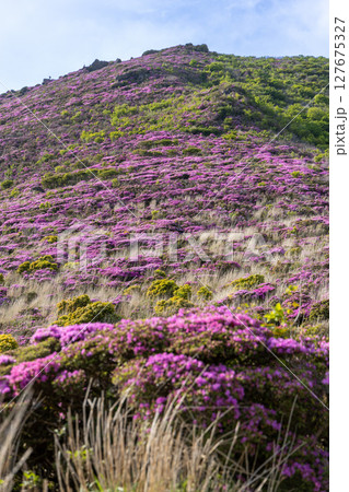 大分県くじゅう連山・平治岳に咲くミヤマキリシマの花 127675327