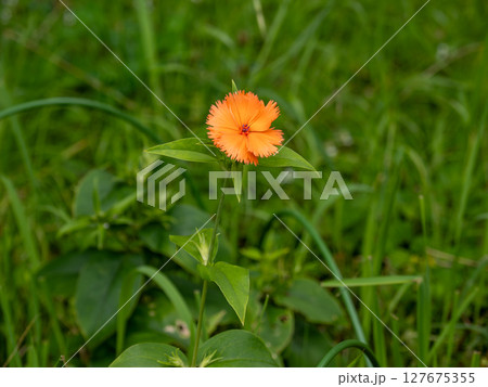 初夏に鮮やかなオレンジ色の花を咲かせるガンピセンノウ 127675355