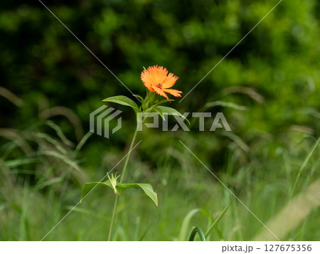初夏に鮮やかなオレンジ色の花を咲かせるガンピセンノウ 初夏に鮮やかなオレンジ色の花を咲かせるガンピセンノウ 127675356