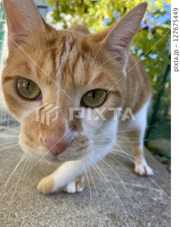 カメラ目線の猫 127675449