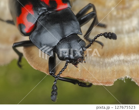 タイショウオオキノコ 127675523