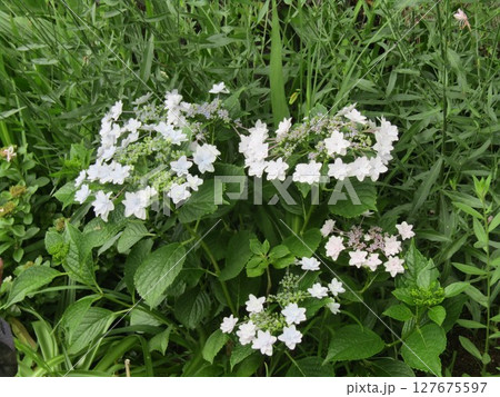 こじま花の会花畑の白青色の額紫陽花の花 127675597