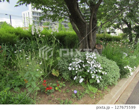 こじま花の会花畑の白青色の額紫陽花の花 こじま花の会花畑の白青色の額紫陽花の花 127675599